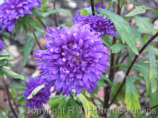 Aster Mauve